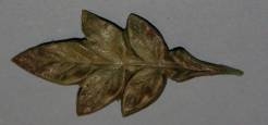 Lístek, přírodní hovězin.hlazenice 6x3cm